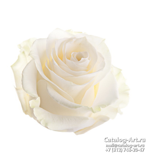 White roses 54